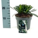 Liriope muscari 'Monroe White'