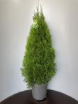Thuja occ. 'Smaragd'