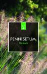 Pennisetum al. 'Hameln'