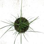 Pennisetum al. 'Hameln'