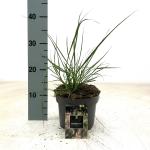 Pennisetum al. 'Hameln'