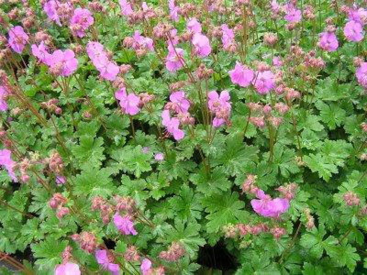 Geranium cant. 'Cambridge'