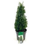 Ilex crenata 'Stokes', kegel