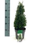 Ilex crenata 'Stokes', kegel
