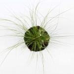 Stipa tenuissima 'Ponytails'