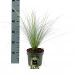 Stipa tenuissima 'Ponytails'