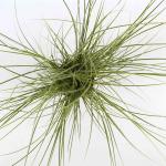 Carex brunnea 'Jubilo'