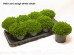 Hebe 'Emerald Gem'