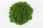 Hebe 'Emerald Gem'