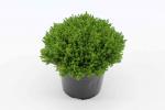 Hebe 'Emerald Gem'