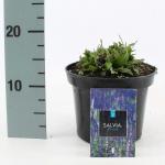 Salvia nem. 'Blauhügel'