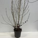 Callicarpa bod. 'Profusion'