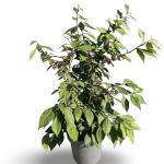 Callicarpa bod. 'Profusion'