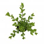 Aster frikartii 'Mönch'