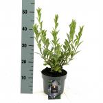 Aster frikartii 'Mönch'
