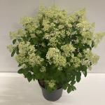 Hydrangea pan. Bobo