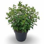 Hydrangea pan. Bobo