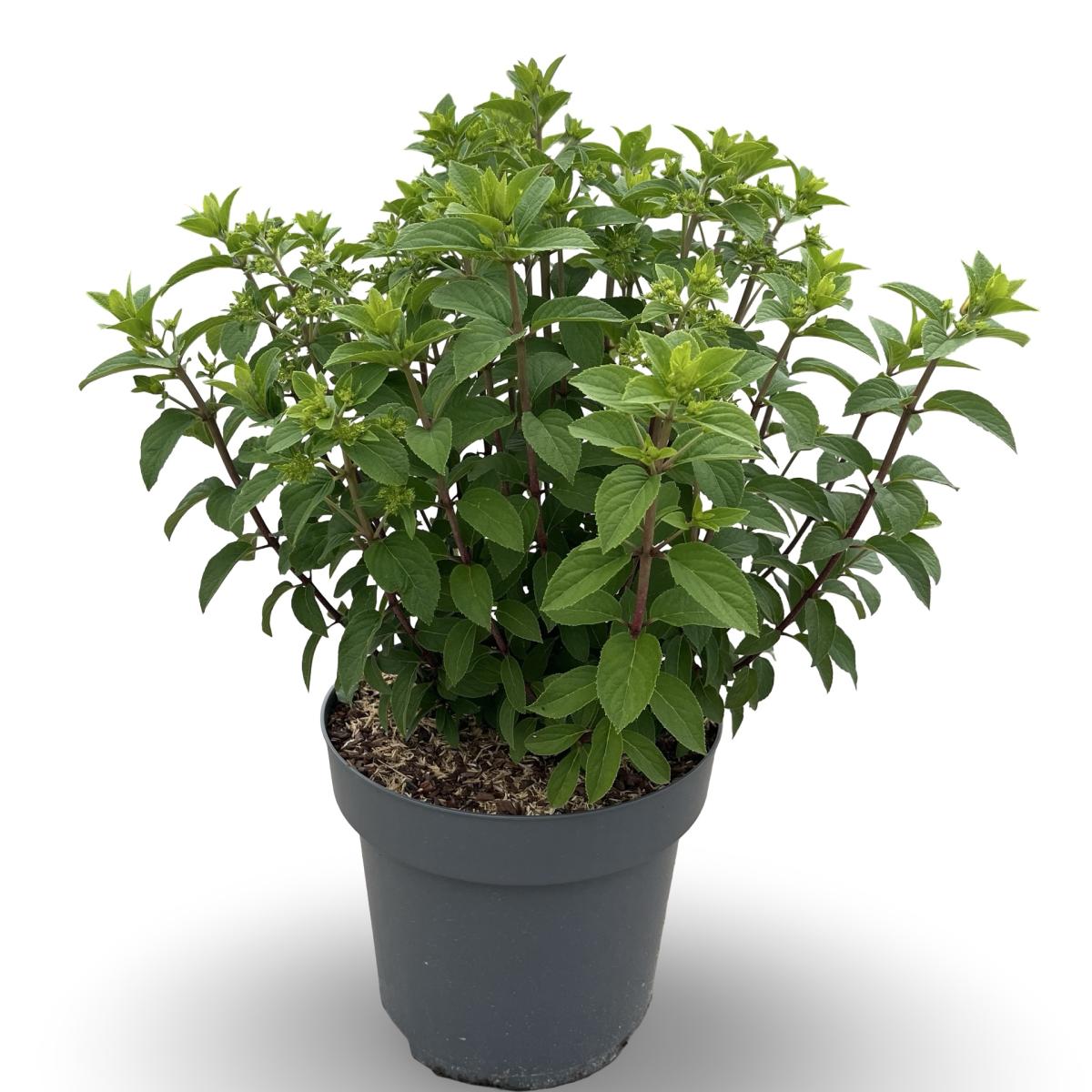 Hydrangea pan. Bobo