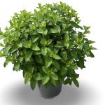 Hydrangea pan. Bobo