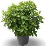 Hydrangea pan. Bobo
