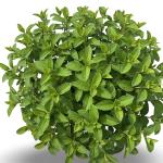 Hydrangea pan. Bobo