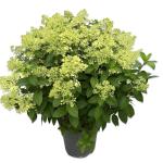 Hydrangea pan. Bobo