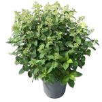 Hydrangea pan. Bobo