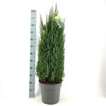 Juniperus chin. 'Stricta'