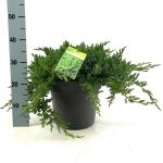 Juniperus procumbens 'Nana'