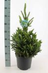 Picea a. 'Will's Zwerg'