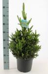 Picea a. 'Will's Zwerg'