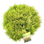 Thuja occ. 'Mirjam'