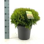 Thuja occ. 'Mirjam'