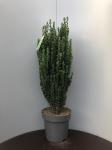 Ilex crenata 'Fastigiata'