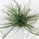 Carex oshim. Everest