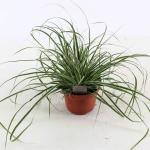 Carex oshim. Everest