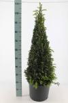 Taxus baccata, kegel