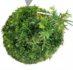 Taxus baccata, kegel