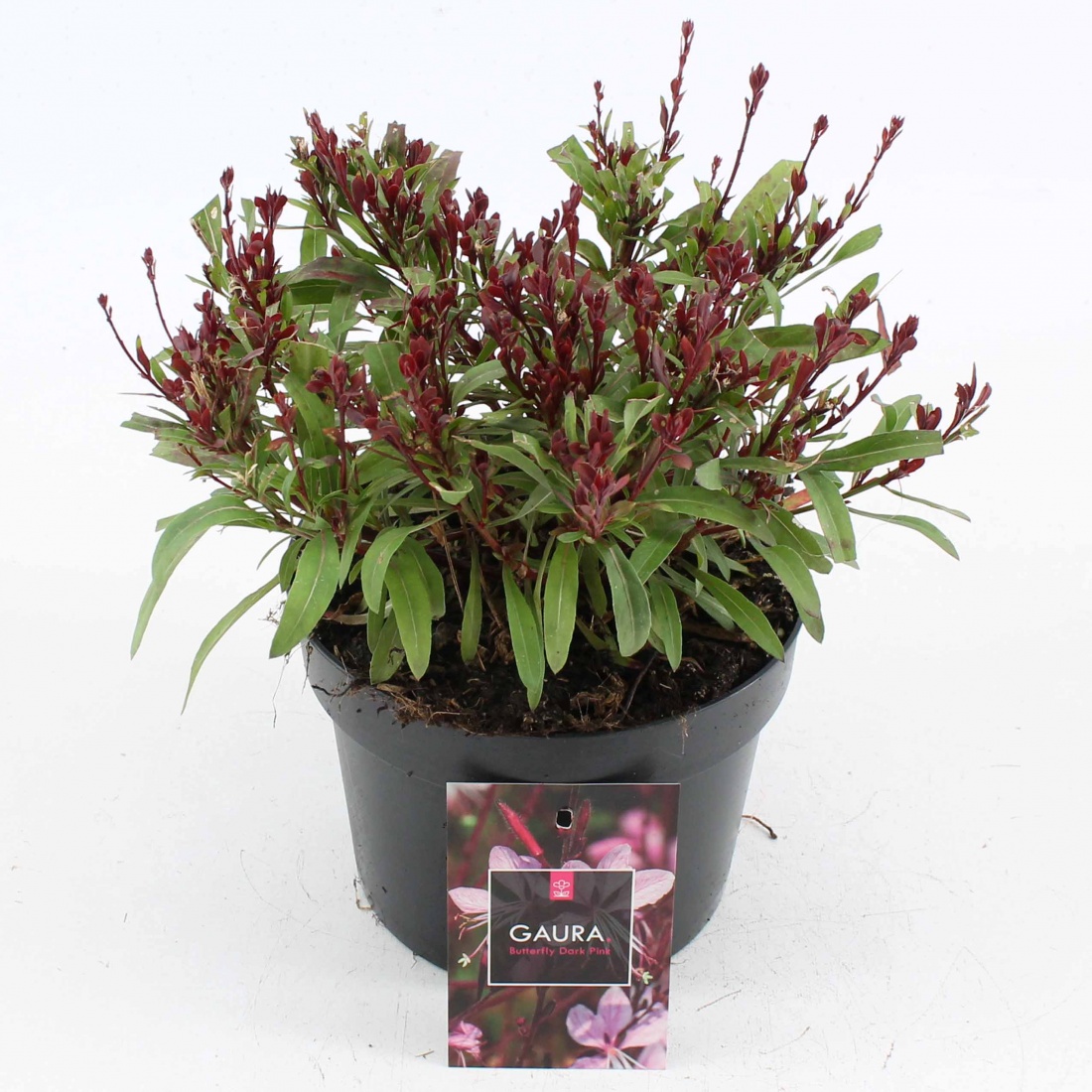 Gaura l. Baby Butterfly Dark Pink