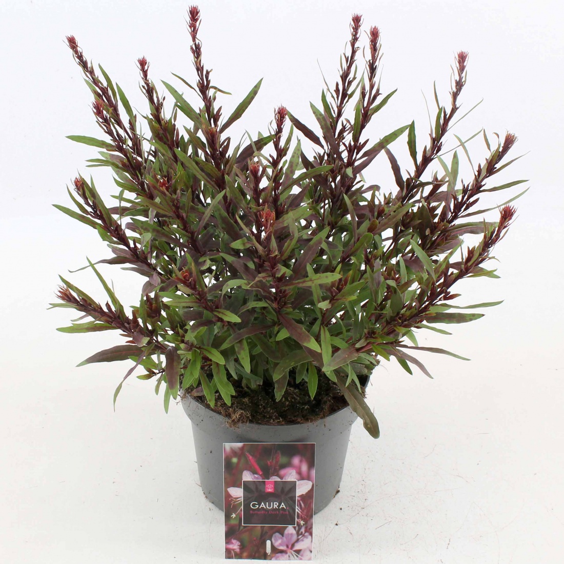 Gaura l. Baby Butterfly Dark Pink