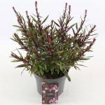 Gaura l. Baby Butterfly Dark Pink