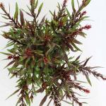 Gaura l. Baby Butterfly Dark Pink