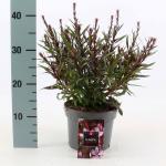 Gaura l. Baby Butterfly Dark Pink