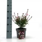 Gaura l. Baby Butterfly Dark Pink