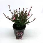 Gaura l. Baby Butterfly Dark Pink