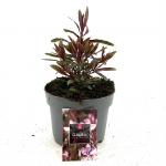 Gaura l. Baby Butterfly Dark Pink