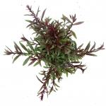 Gaura l. Baby Butterfly Dark Pink