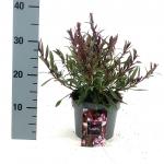 Gaura l. Baby Butterfly Dark Pink
