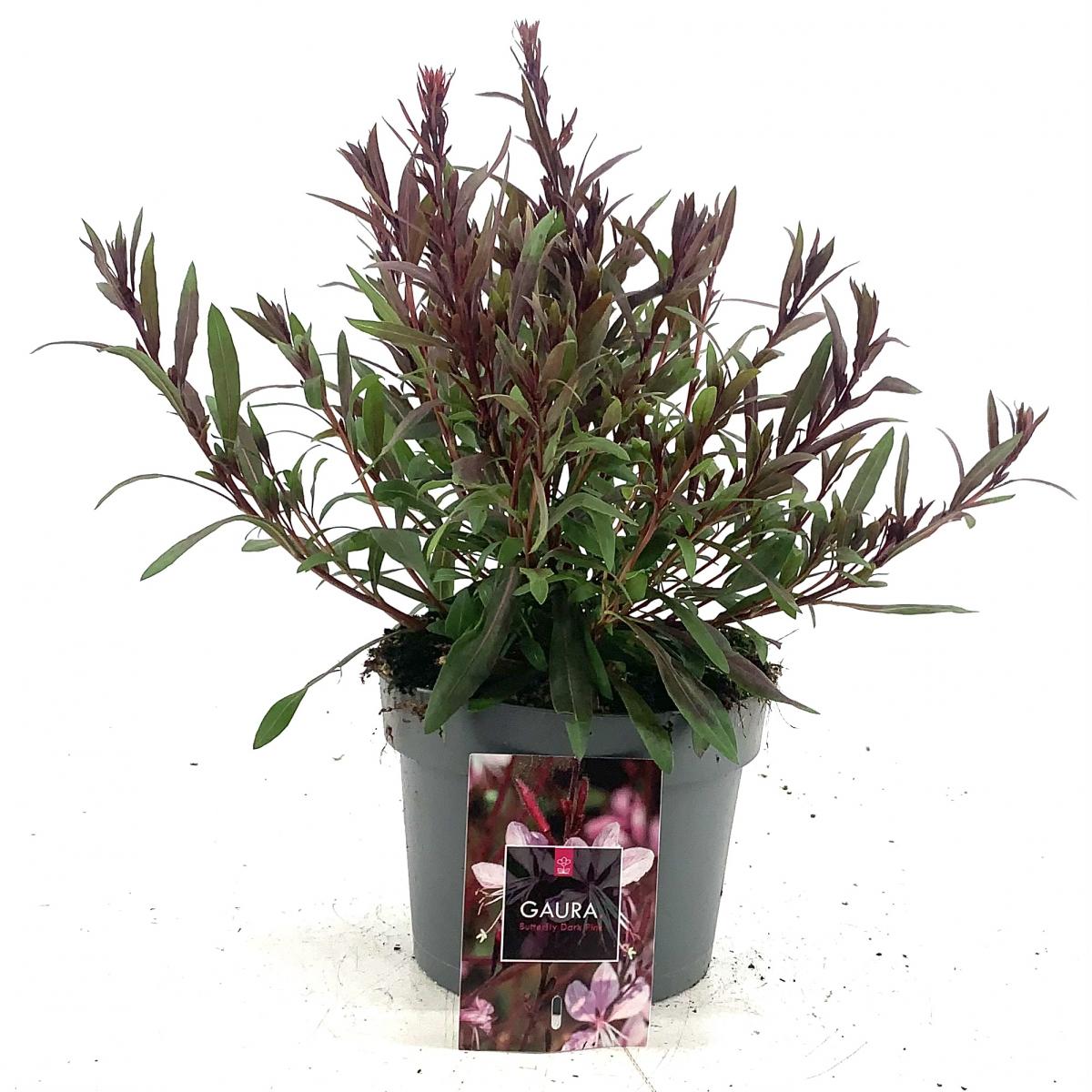 Gaura l. Baby Butterfly Dark Pink