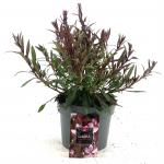 Gaura l. Baby Butterfly Dark Pink